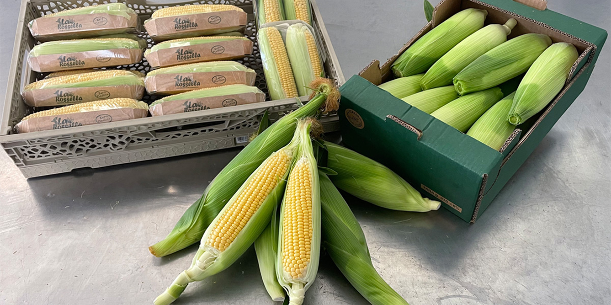 Syngenta rilancia il mais dolce in Italia: innovazione genetica e varietale al servizio della filiera